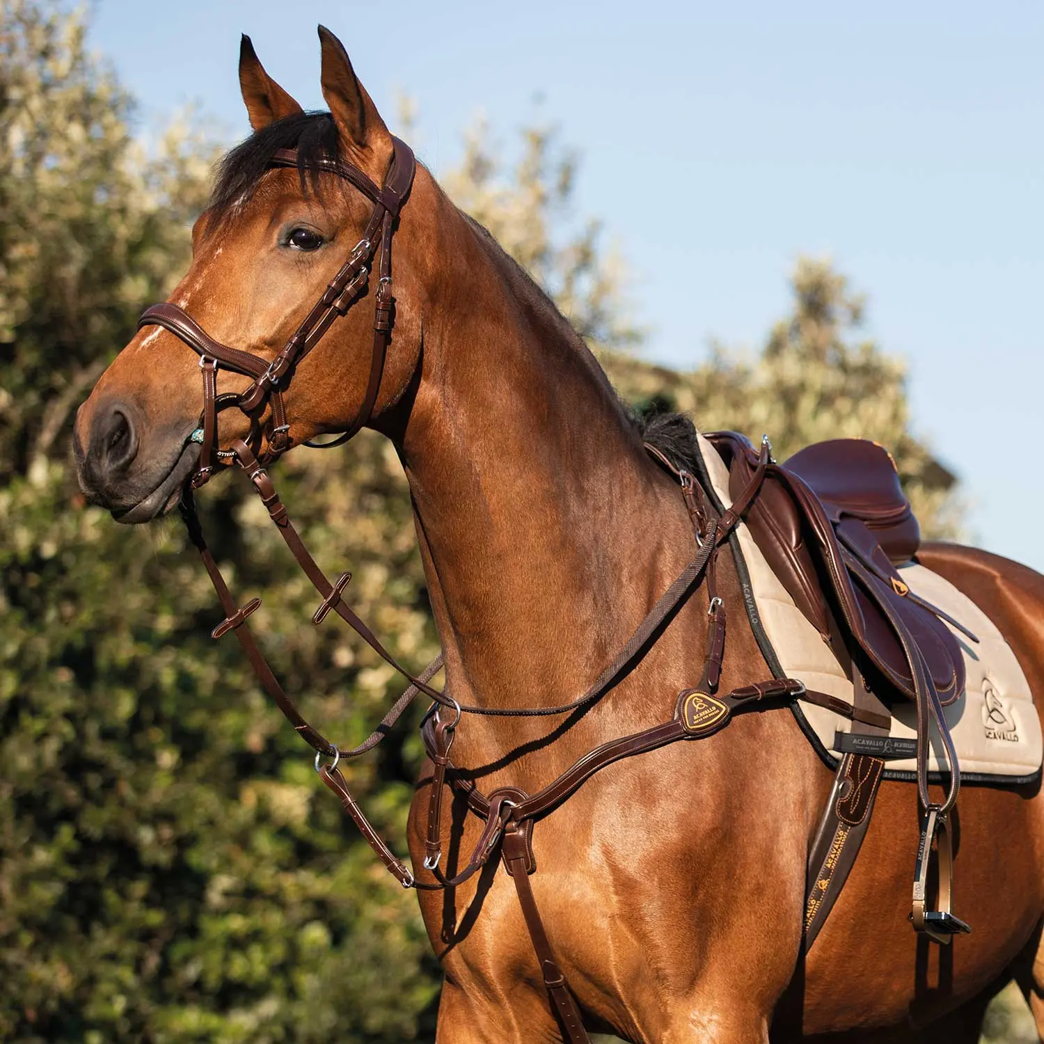 Acavallo Calfskin Leather 5 Point Attachment Breastplate