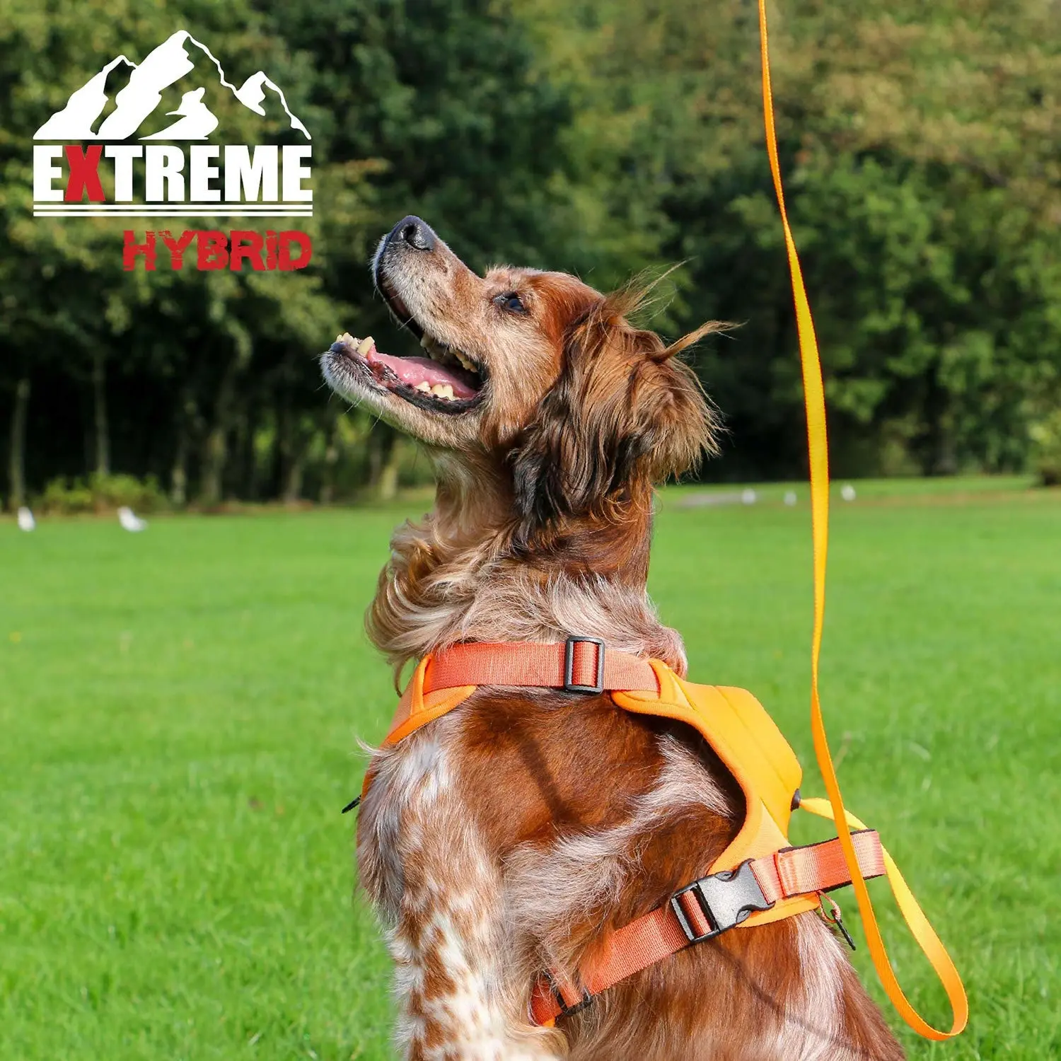 Ancol Extreme Hybrid Harness Hazard Orange - Image 3