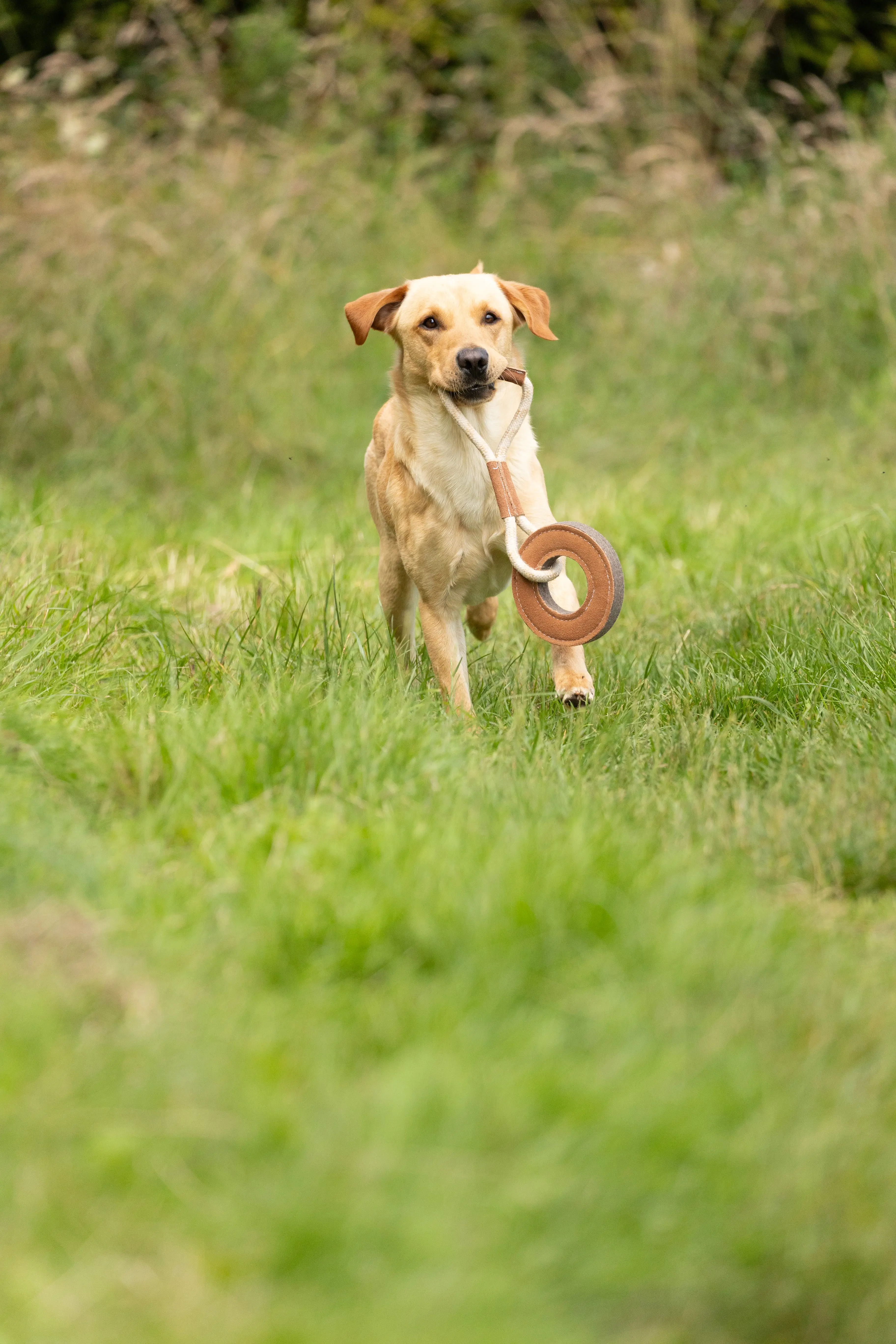 Benji & Flo Tug 'n' Play Dog Toys - Image 3
