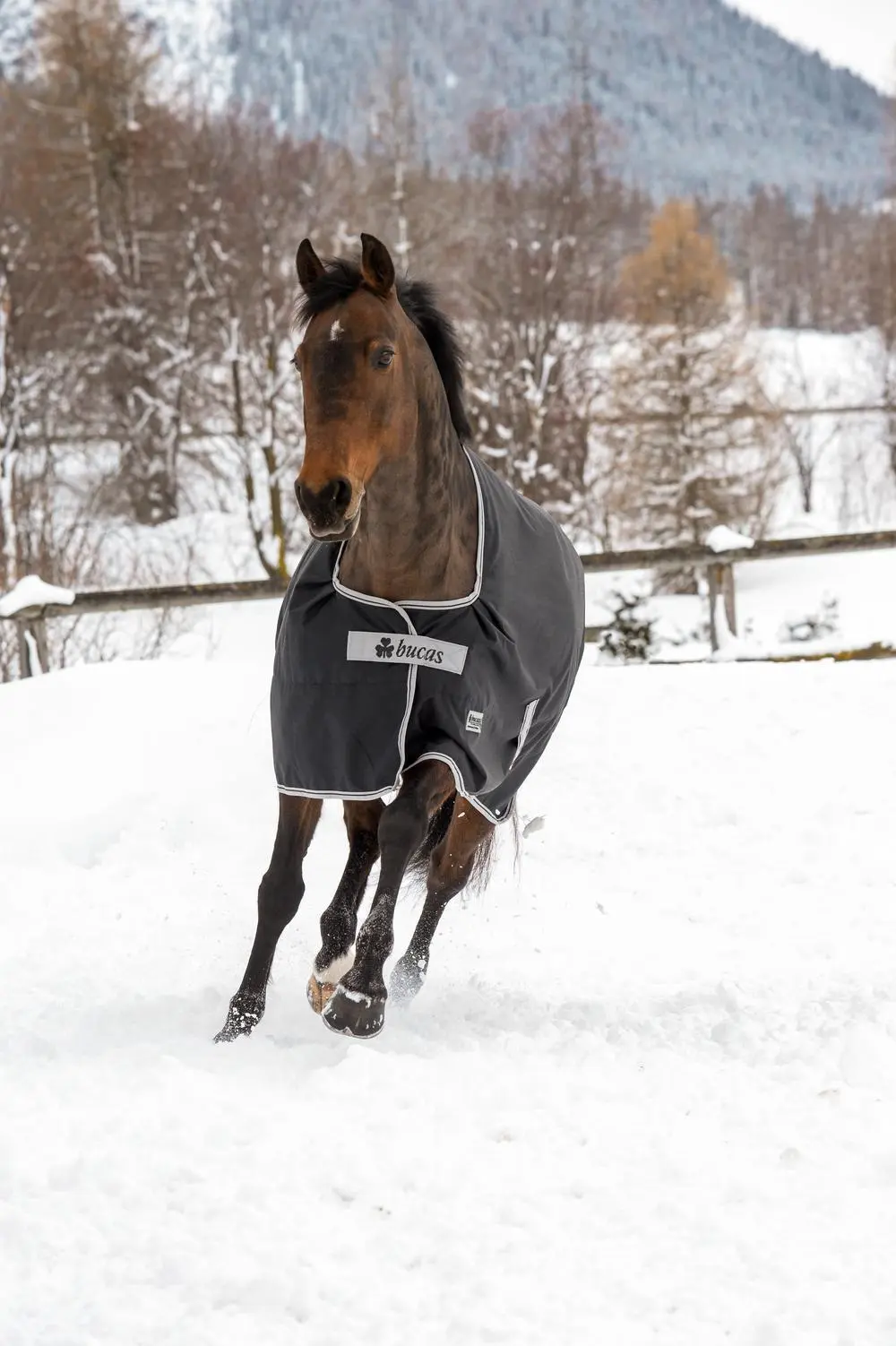 Bucas Anniversary Turnout 150g Stay Rug - Image 2