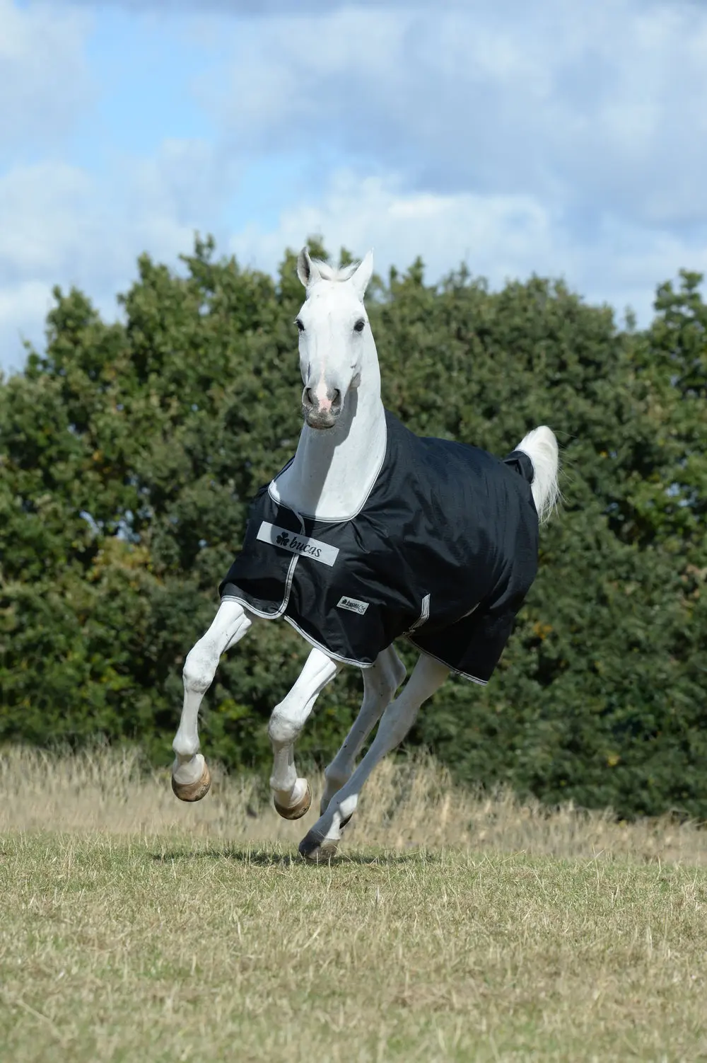 Bucas Anniversary Turnout Light Stay Rug - Image 2