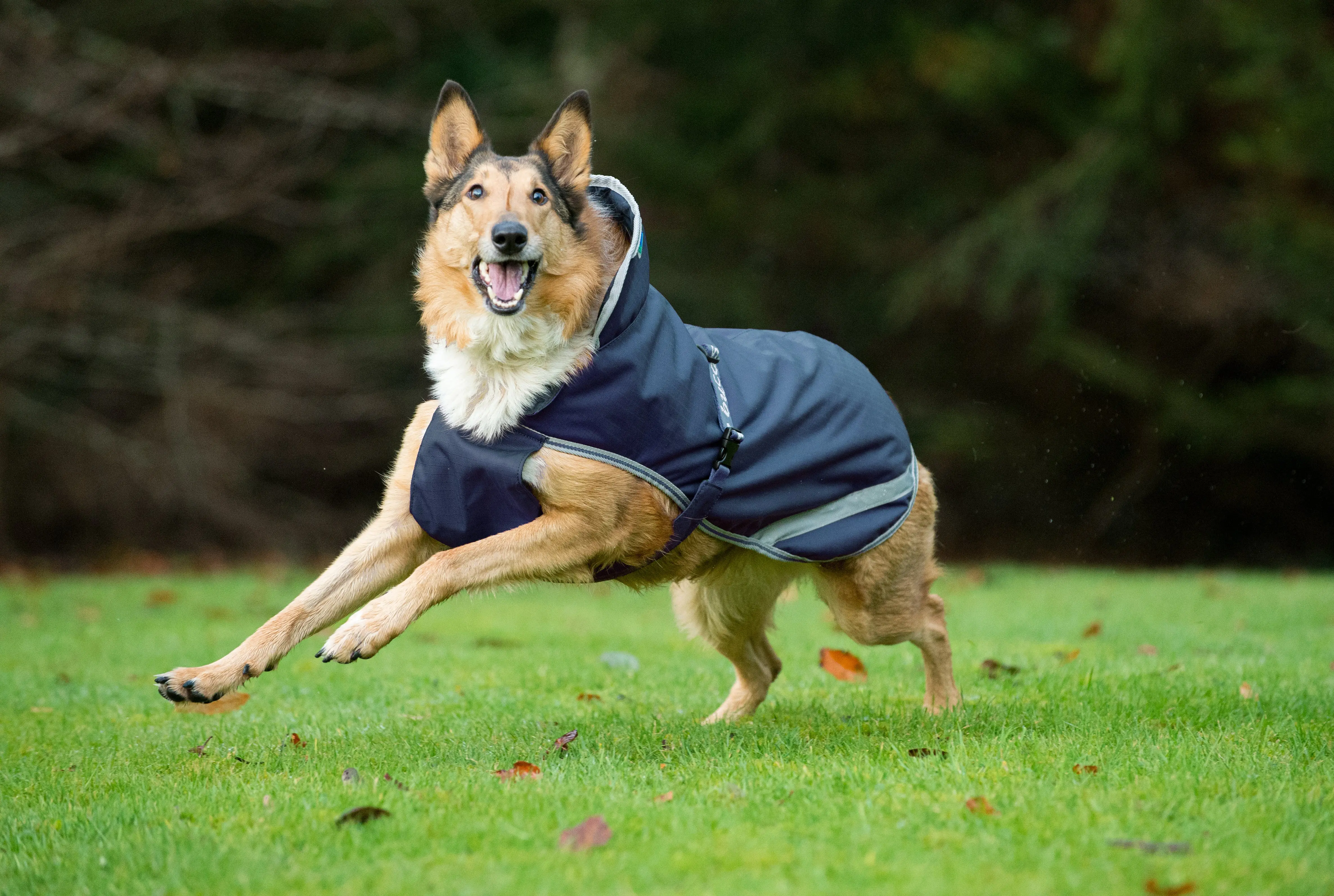 Bucas Freedom Rip-Stop Dog Rug 50g - Image 2