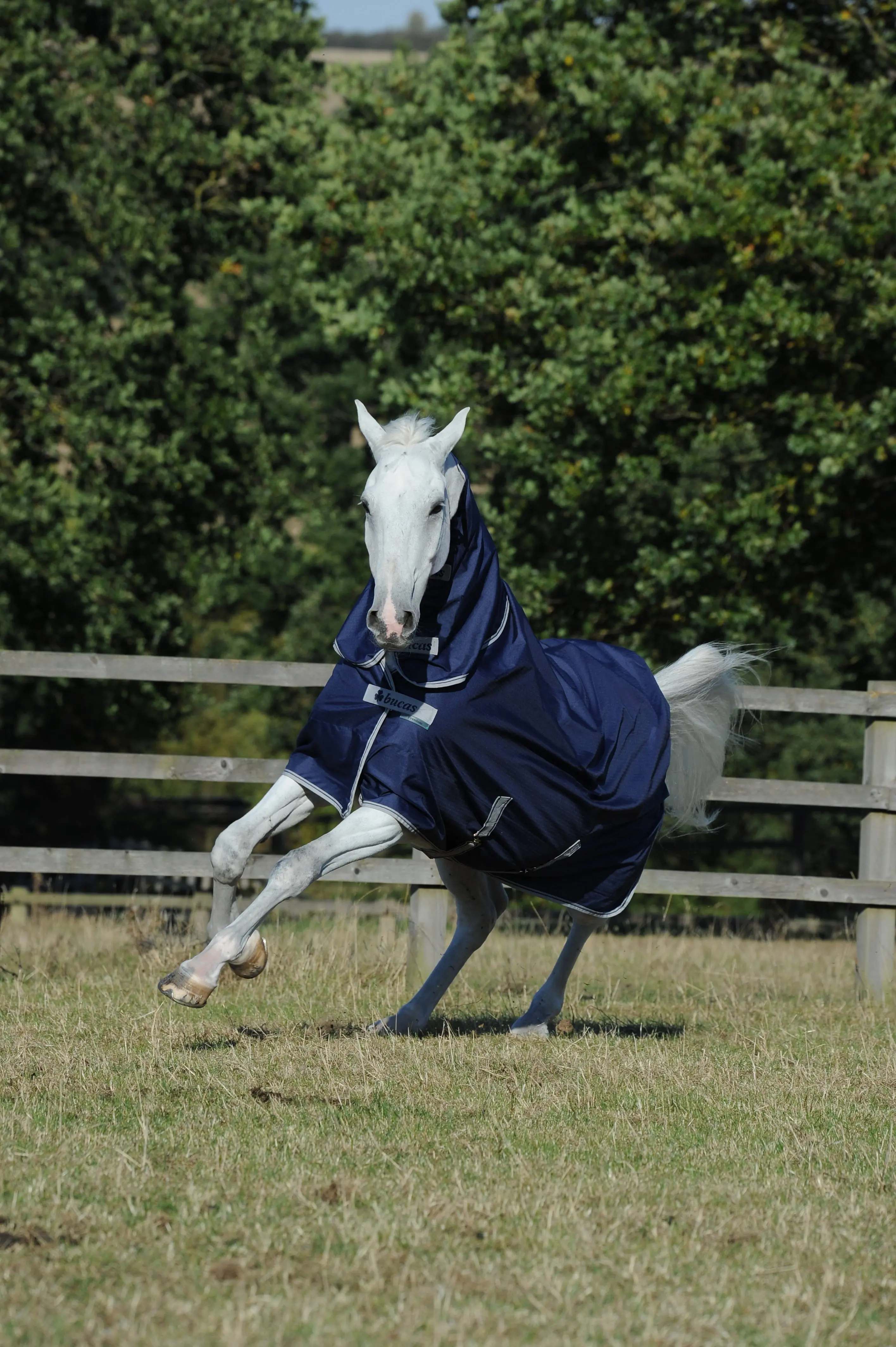Bucas Freedom Turnout 300g/150g Full Neck Rug - Image 3