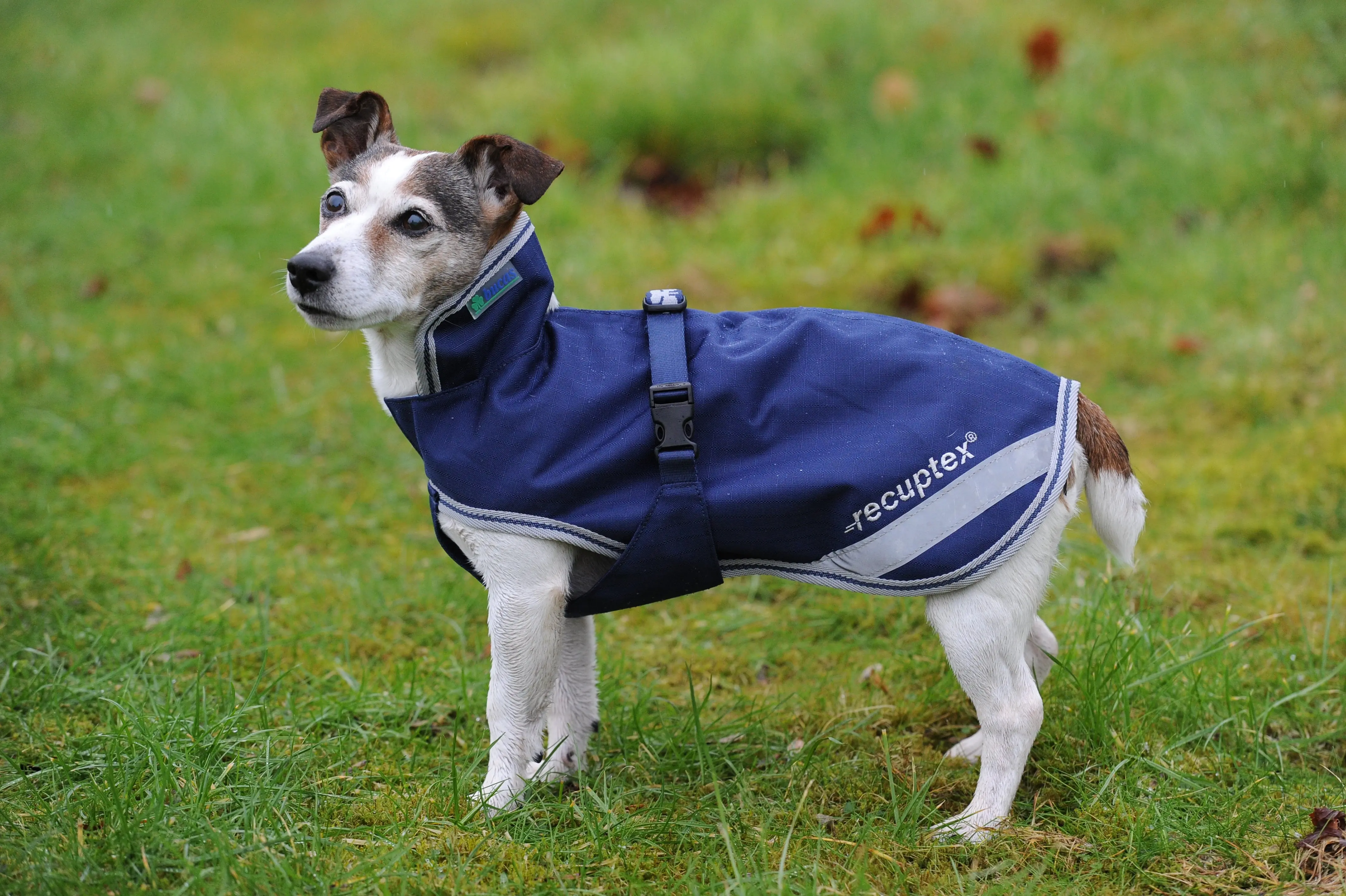 Bucas Therapy Small Dog Rug