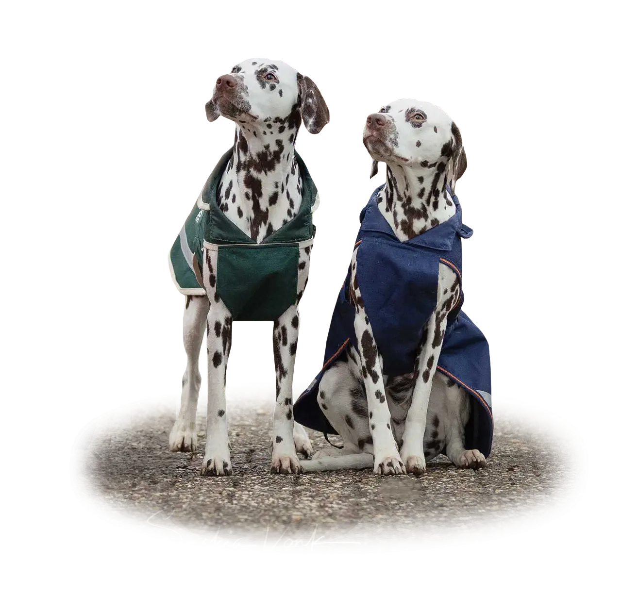 Bucas Therapy Large Dog Rug 150g - Image 3