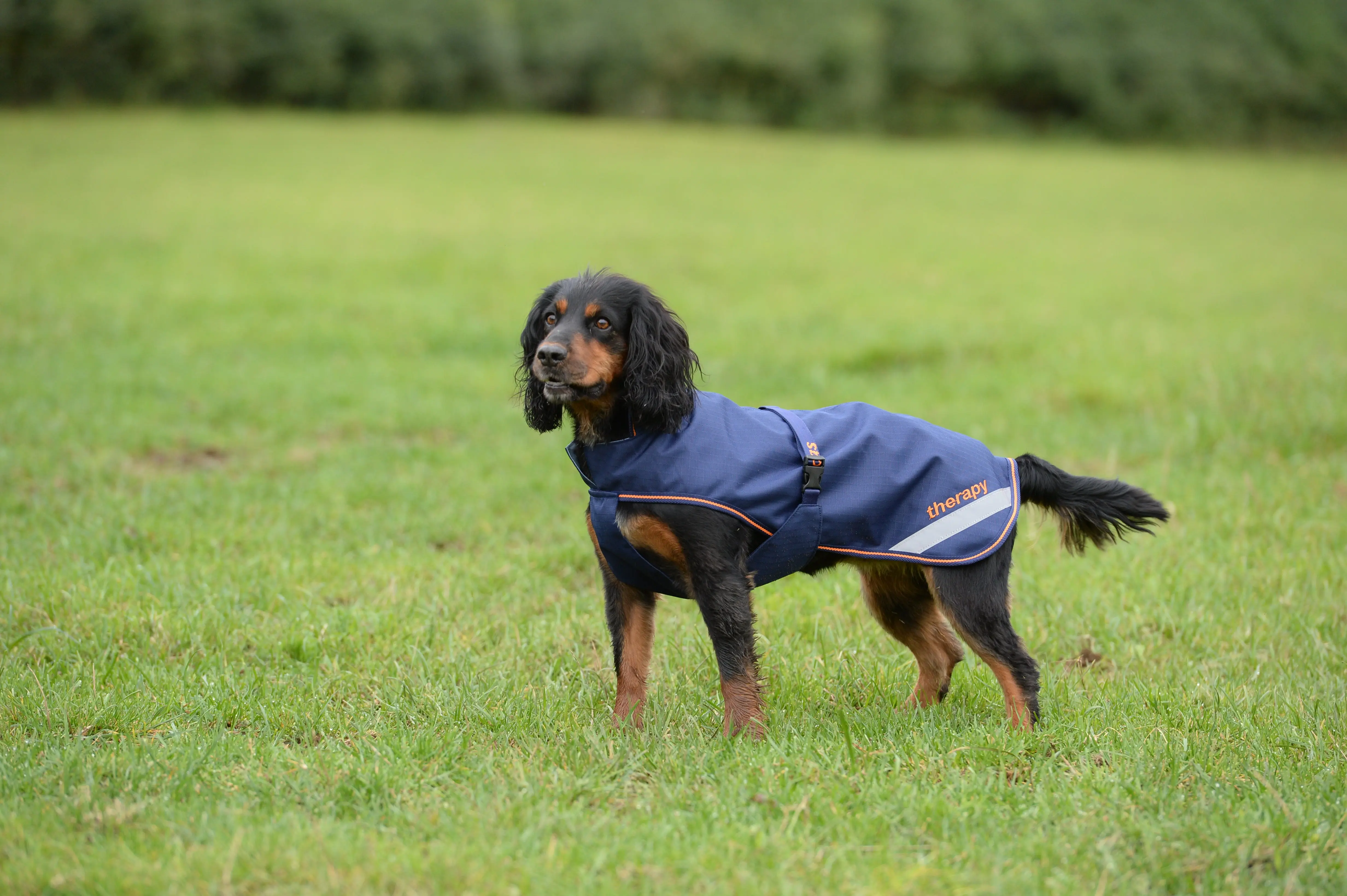 Bucas Therapy Small Dog Rug - Image 3
