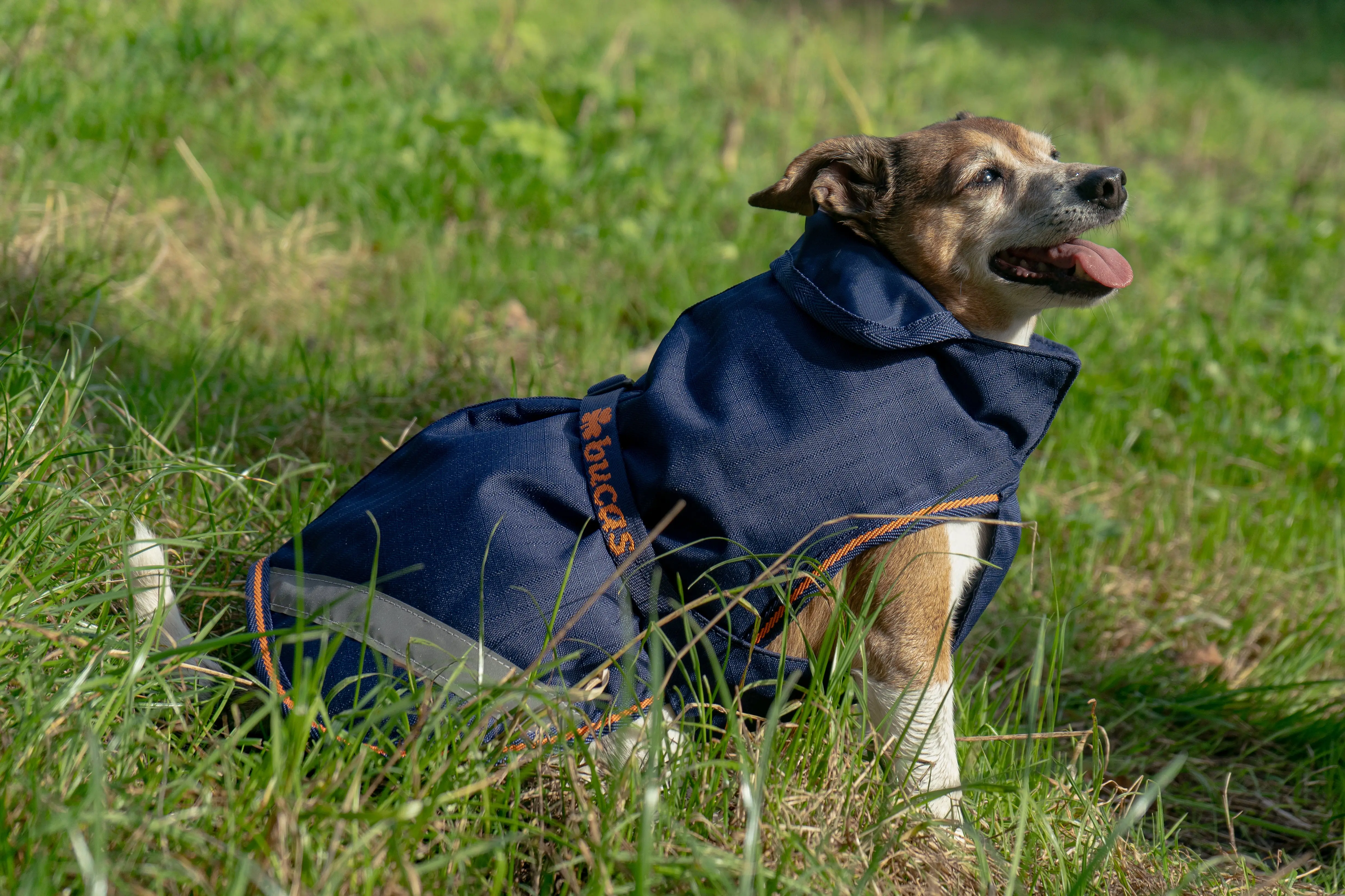 Bucas Therapy Small Dog Rug - Image 4
