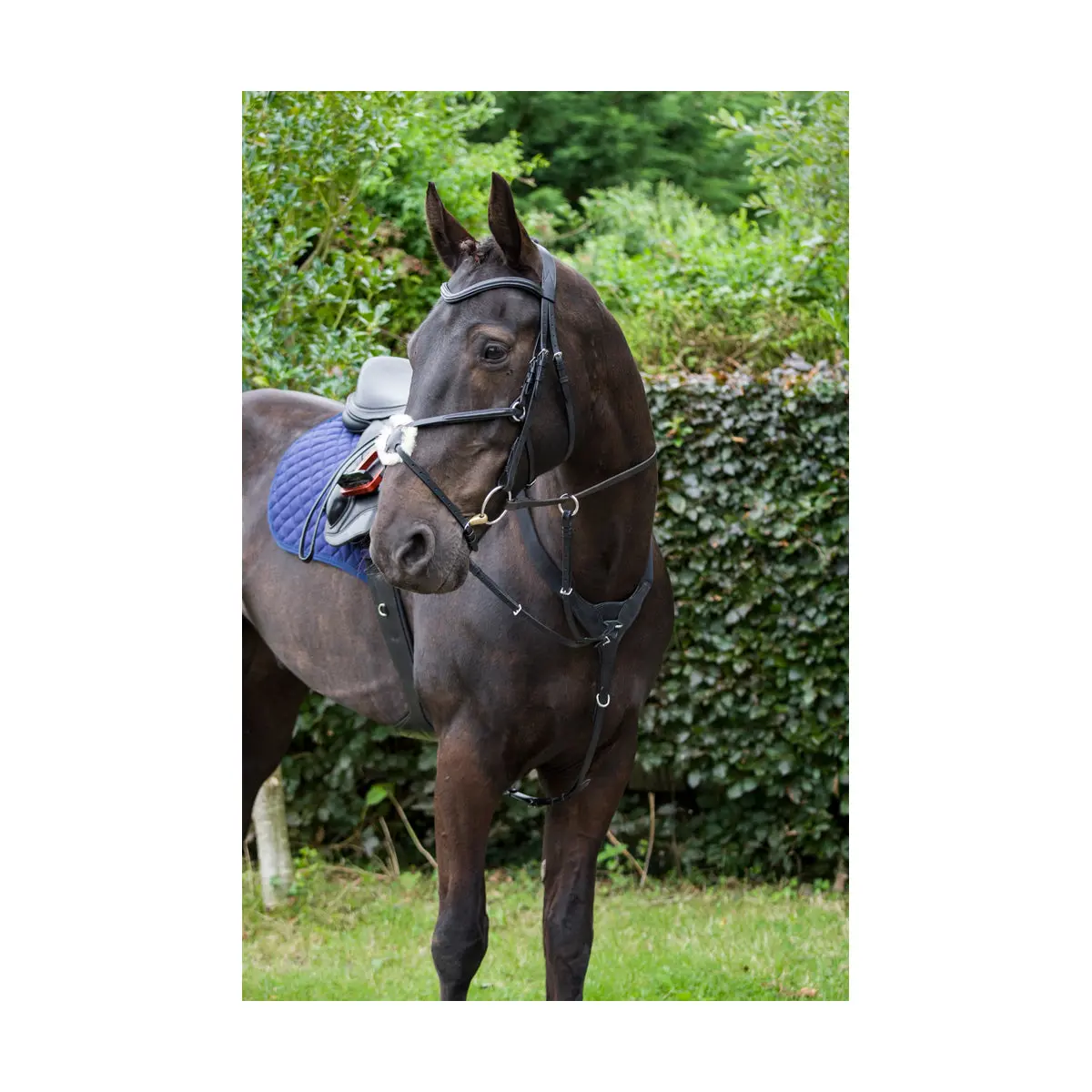 Cameo Equine Black Anatomic Grackle Bridle - Image 3