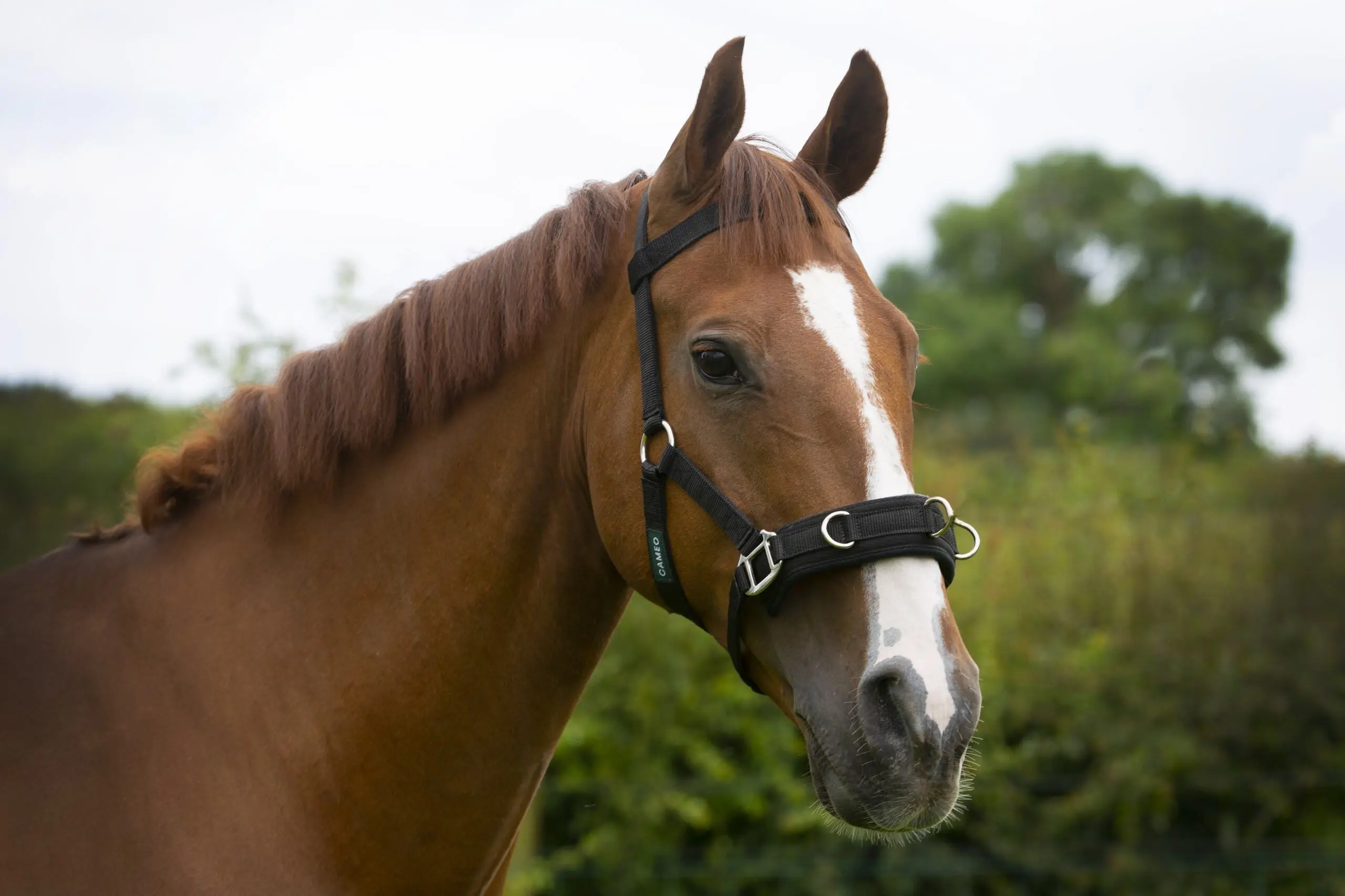 Cameo Equine Full Lunging Cavesson - Image 2
