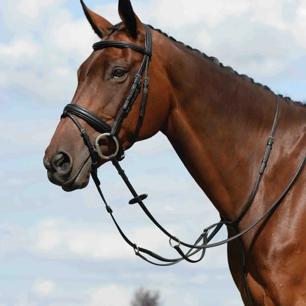 Collegiate Syntovia + Plain Flat Running Martingale