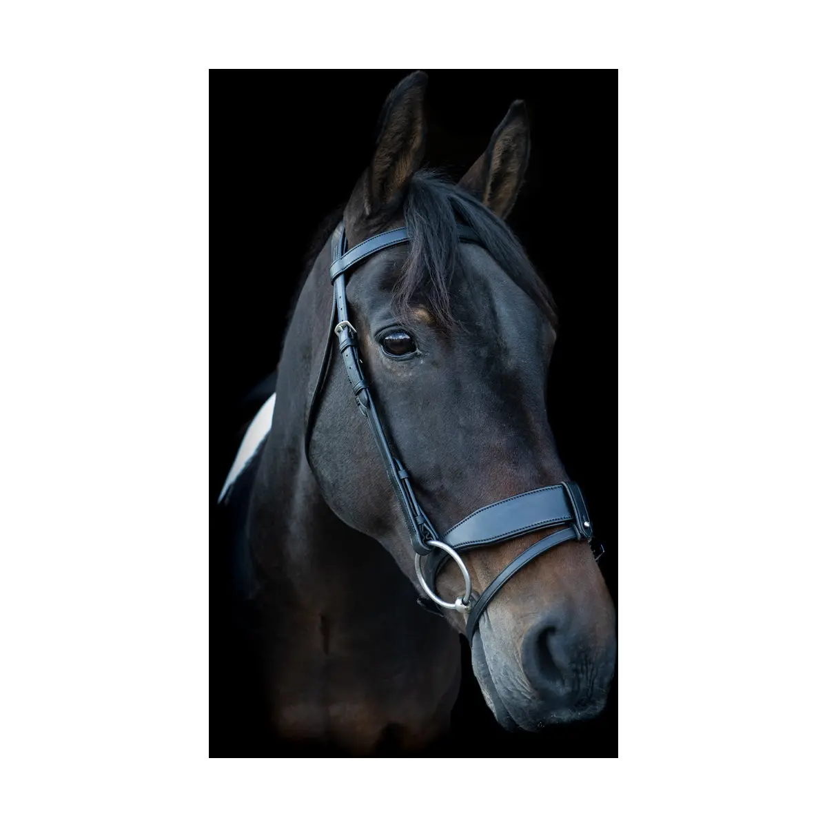 EcoRider Classic Show Comfort Bridle - Image 6