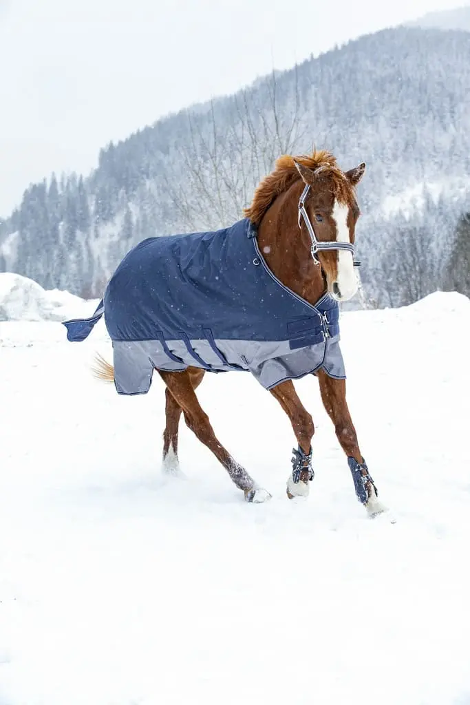 Equi-Thème Tyrex 600D 300G Turnout Rug With Belly Belt - Image 3