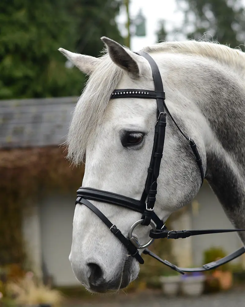 Equisential Bling Bridle - Image 3