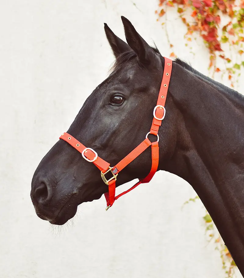 Equisential Nylon Headcollar - Image 16