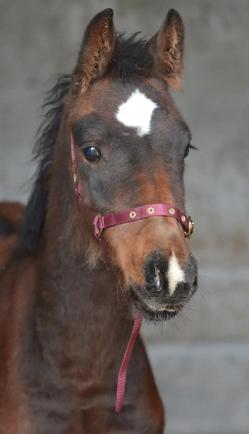 Equisential Nylon Headcollar - Image 38