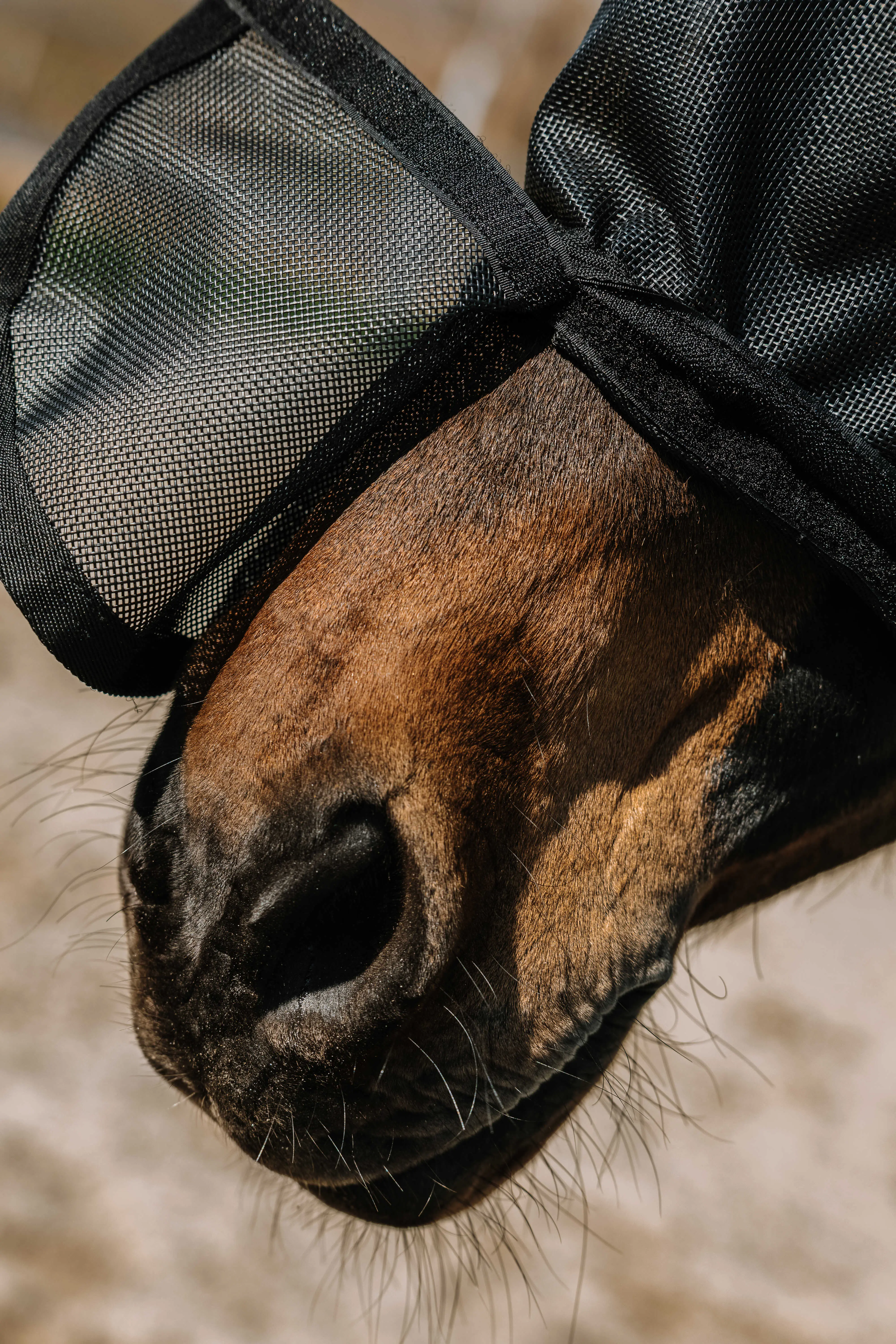 Equithème Protec Fly Mask/UV Mask - Image 3
