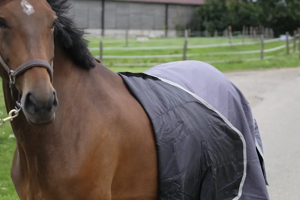 Equitheme Tyrex Recycled 150G Standard Neck Turnout Rug - Image 11