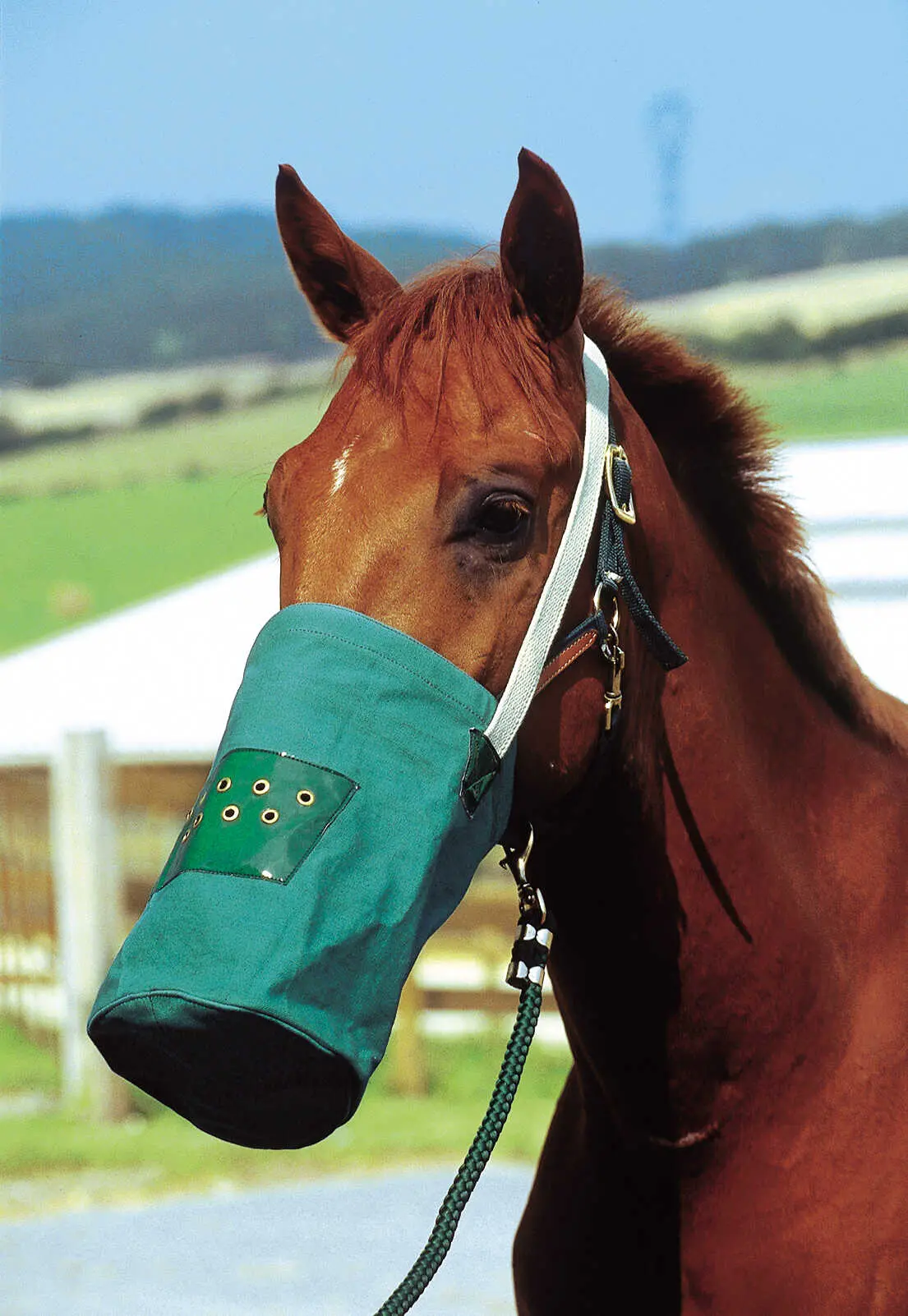 Hippotonic Canvas Feed Bag Nosenet