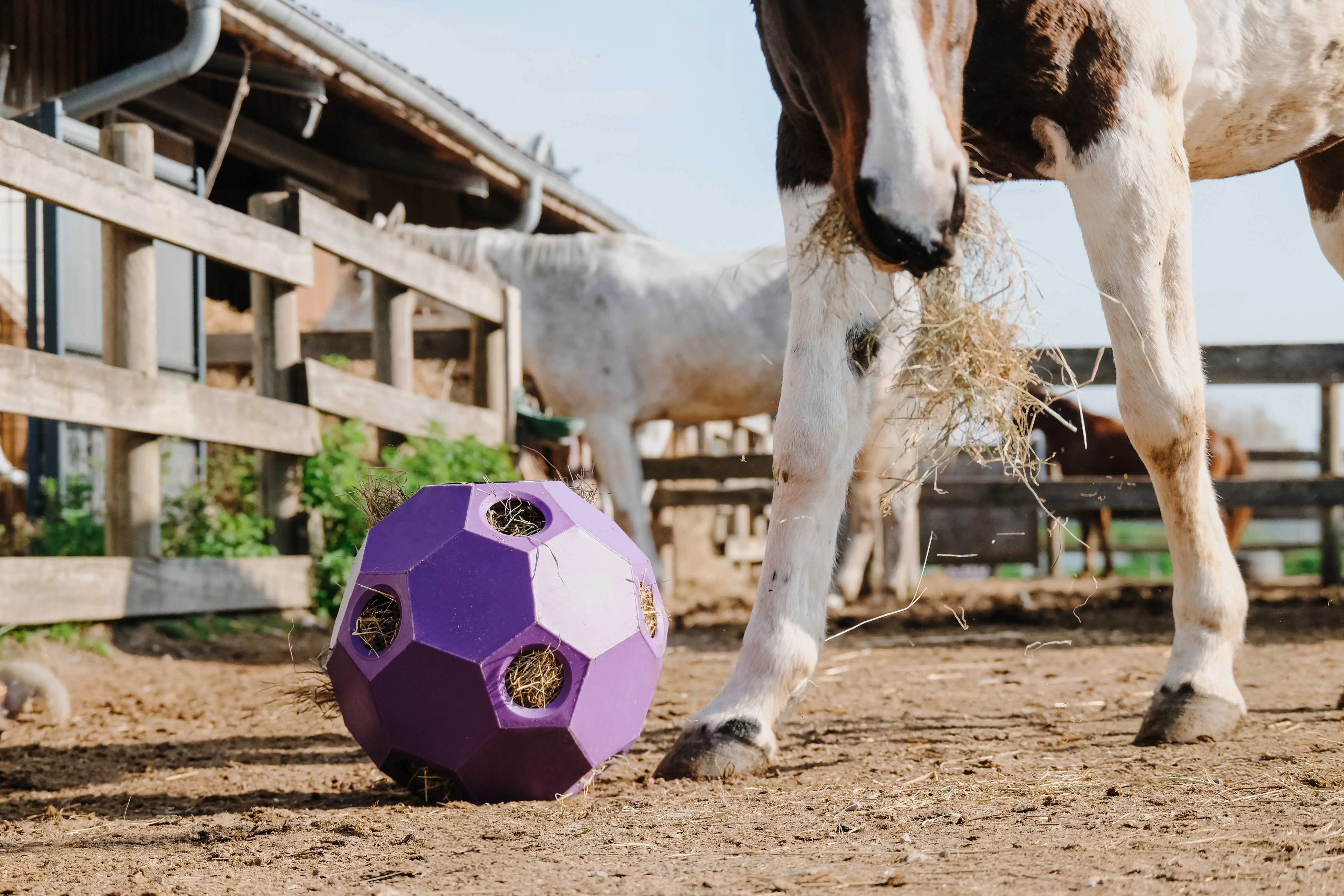 Hippotonic Slow Feeder Ball For Hay - Image 2