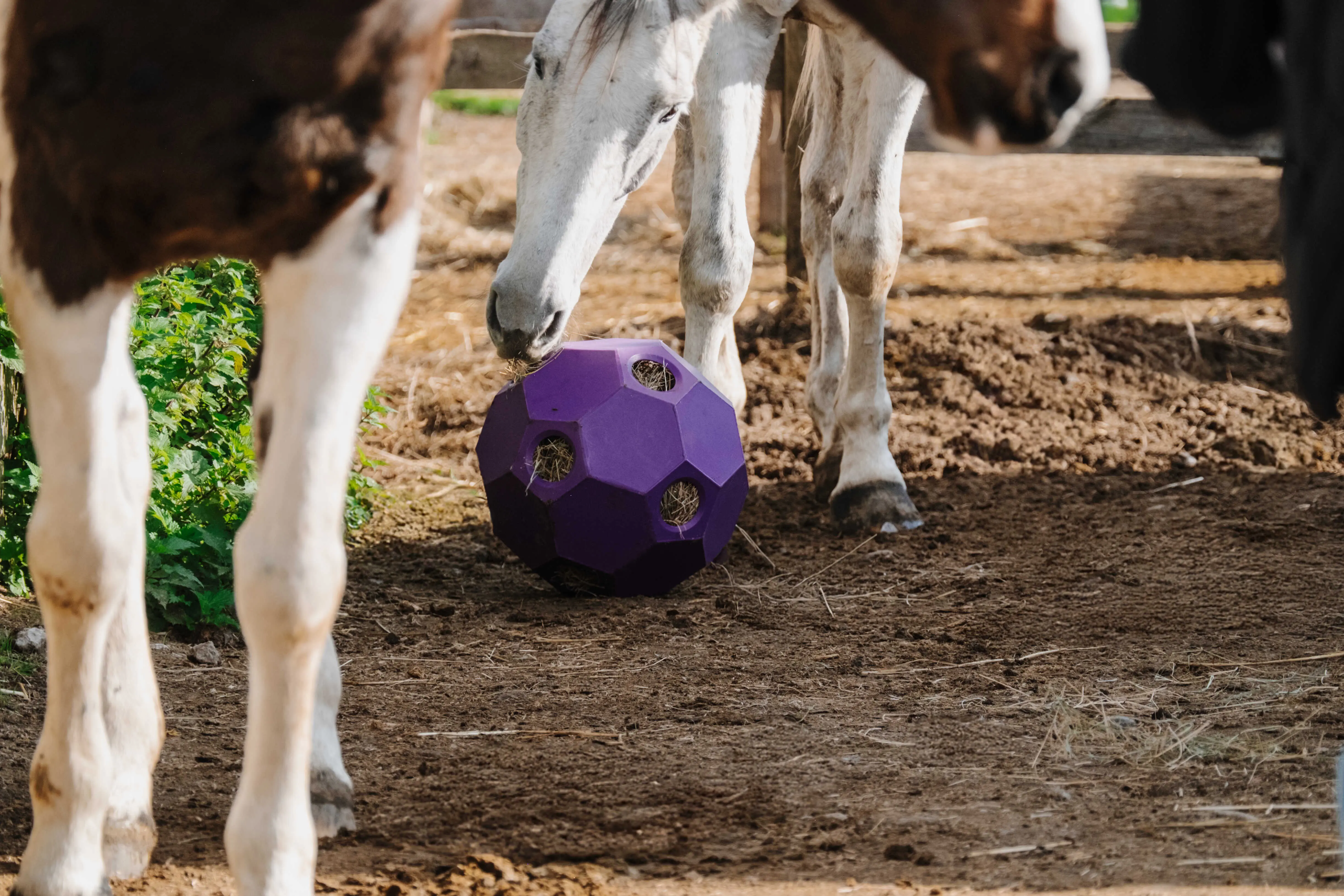 Hippotonic Slow Feeder Ball For Hay - Image 4