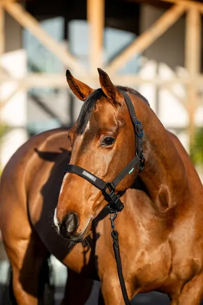 Horseware Ireland Amigo Headcollar & Leadrope Black - Image 2