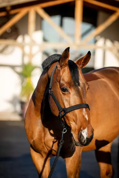 Horseware Ireland Amigo Headcollar & Leadrope Black - Image 3