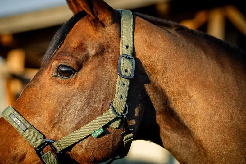 Horseware Ireland Amigo Headcollar & Leadrope Bramble - Image 3