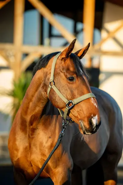 Horseware Ireland Amigo Headcollar & Leadrope Bramble - Image 6