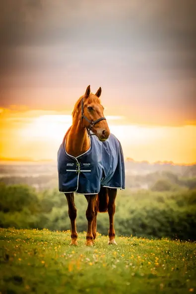 Horseware Ireland Amigo Ripstop 900D Pony Turnout Rug 200G Witney Navy