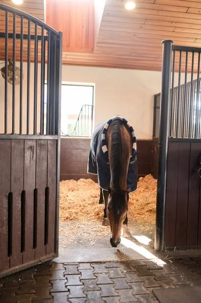 Horseware Ireland Newmarket Cosy Stable Rug 100G - Image 13