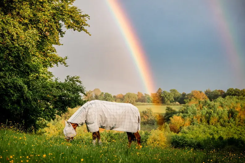 Horseware Ireland Newmarket Plus Rug Fly Sheet Witney Charcoal - Image 5