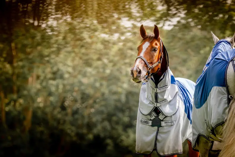 Horseware Ireland Rambo Autumn Series - Image 19