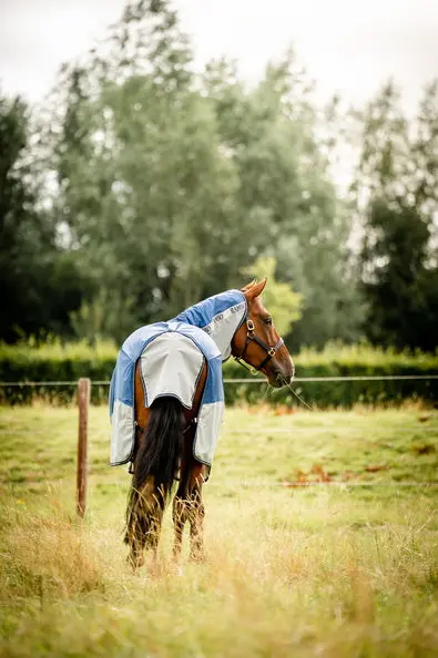 Horseware Ireland Rambo Autumn Series - Image 52