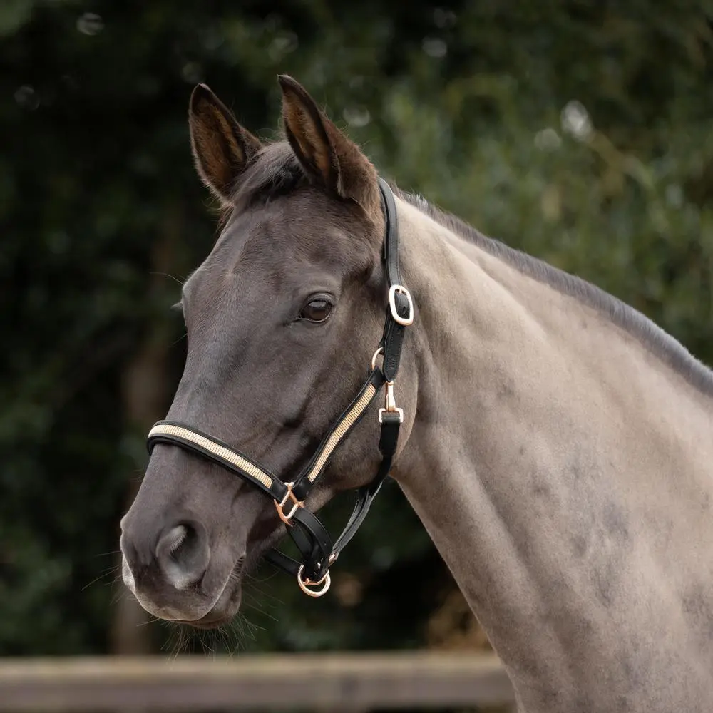 Hy Equestrian Rosciano Rose Gold Head Collar - Image 3