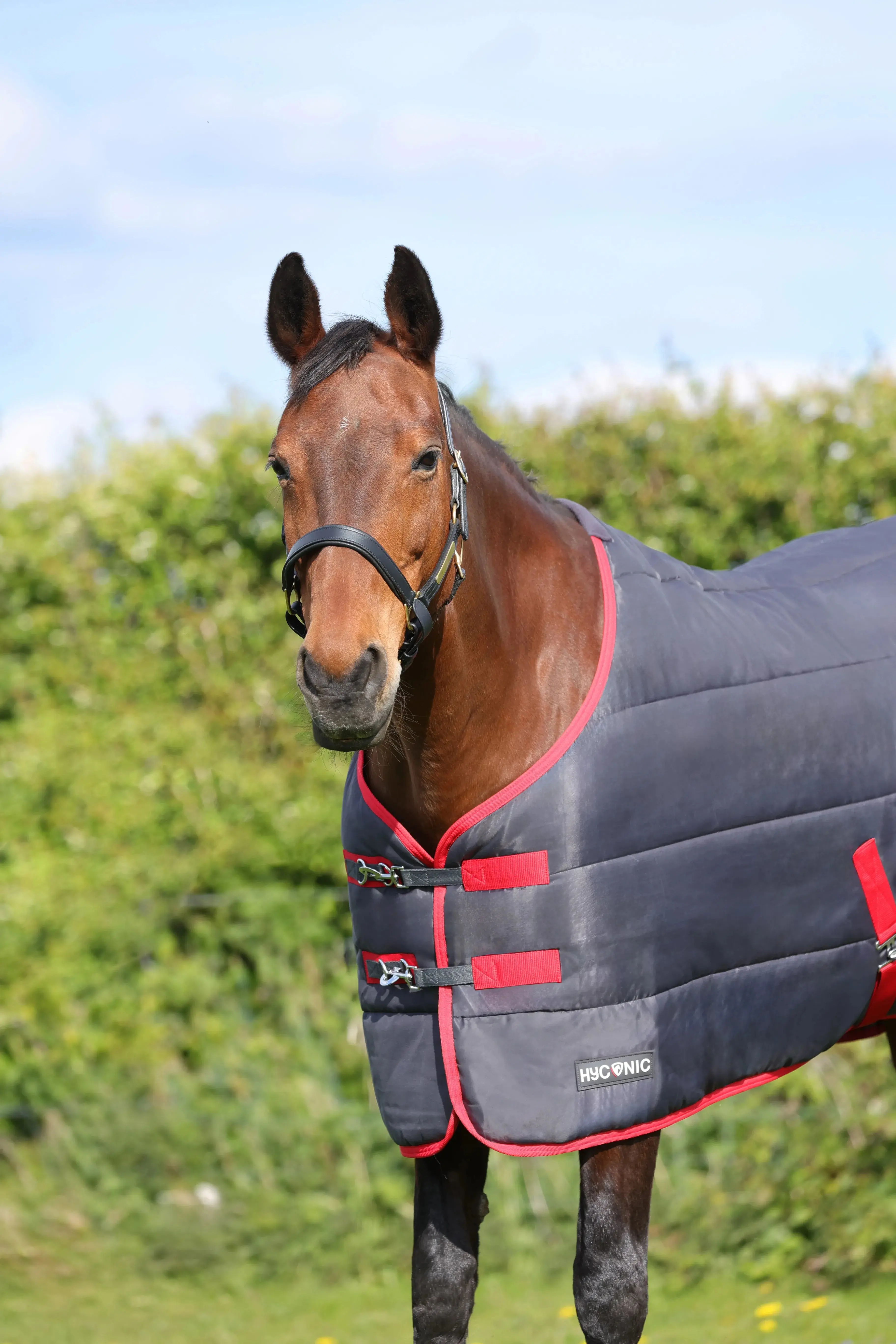 HyCONIC 250g Stable Rug - Image 3