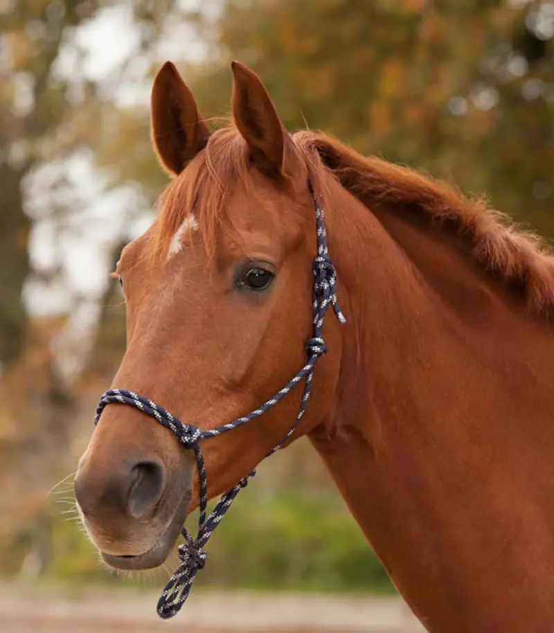 Waldhausen Knotted Halter - Image 2