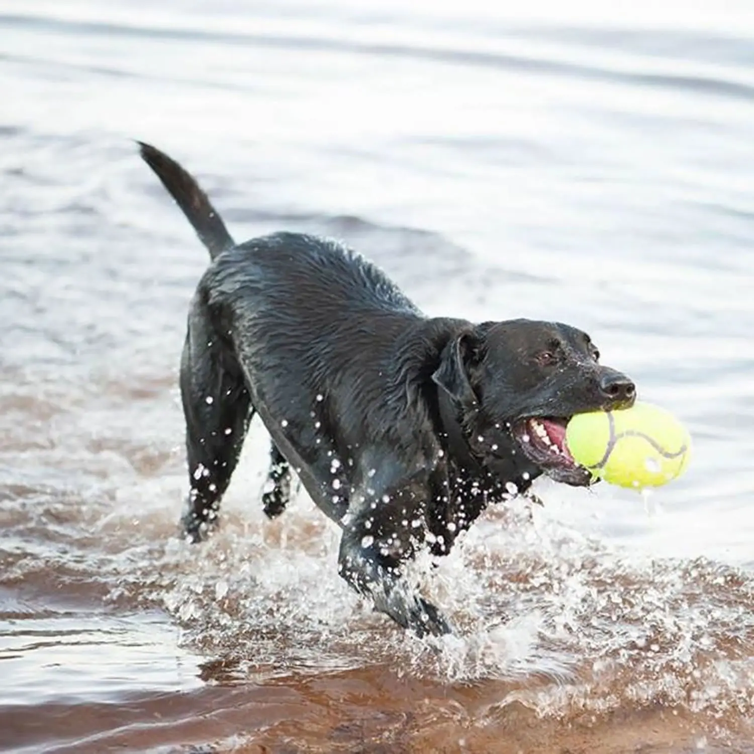 Kong Airdog Squeaker Football - Image 3