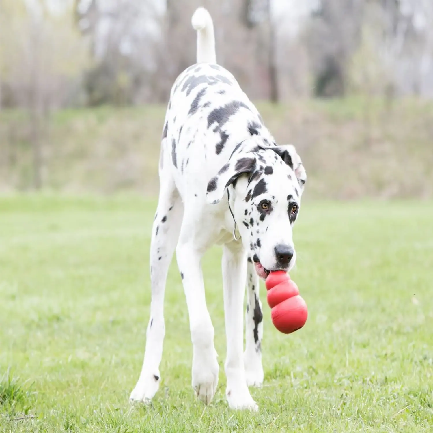 Kong Classic Dog Toy - Image 2