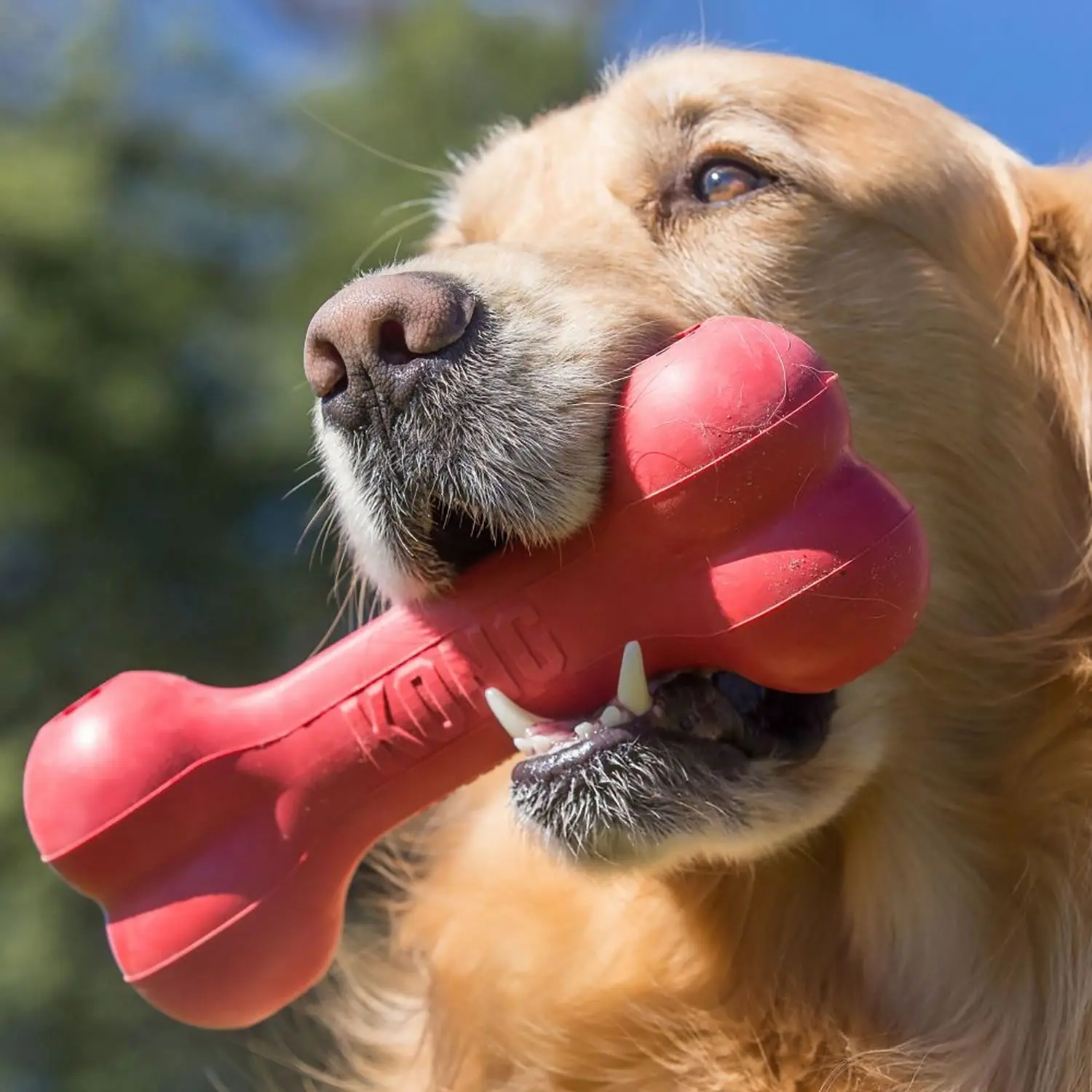 Kong Goodie Bone - Image 3