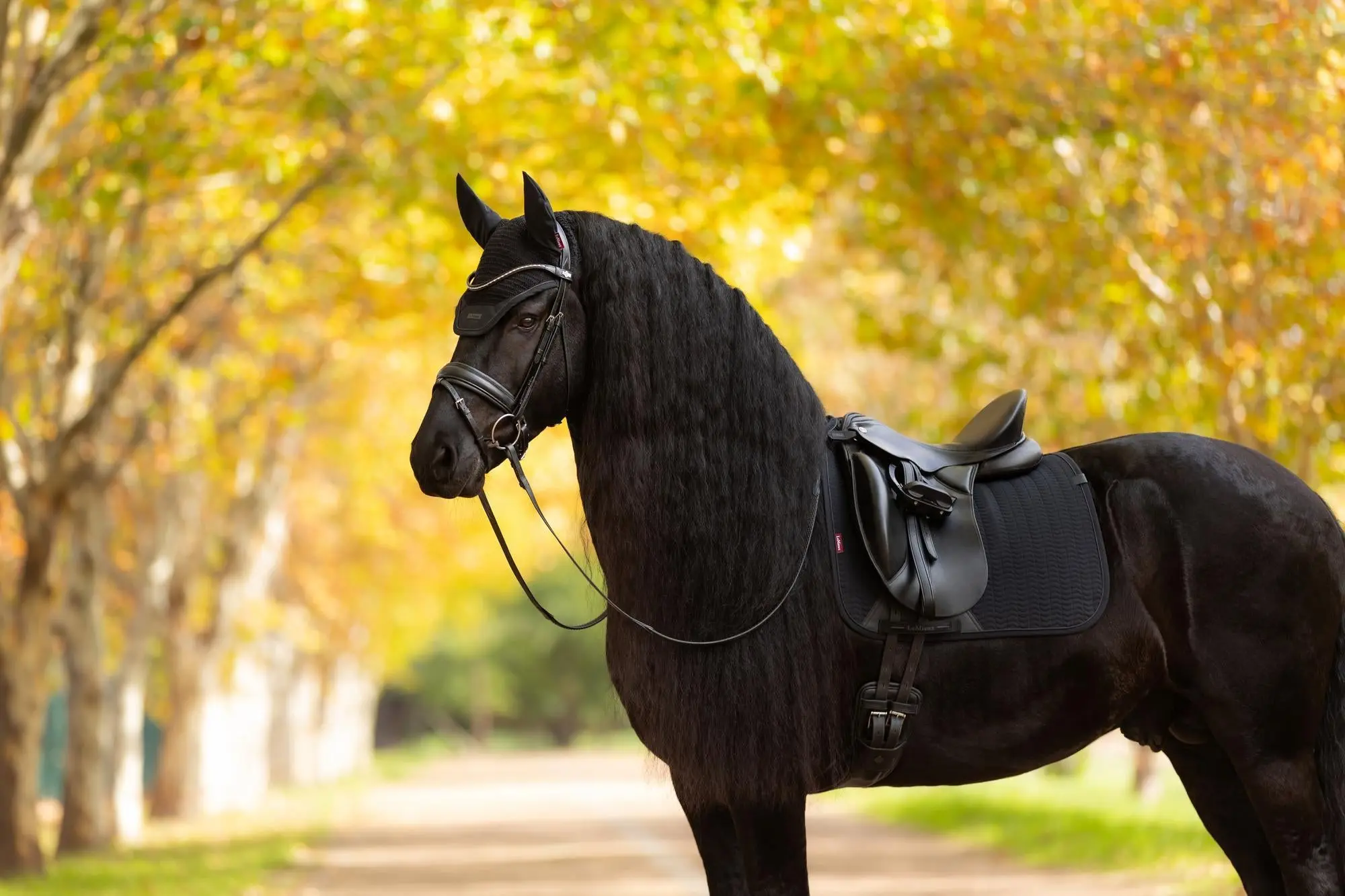 LeMieux Essence Dressage Square Black - Image 3