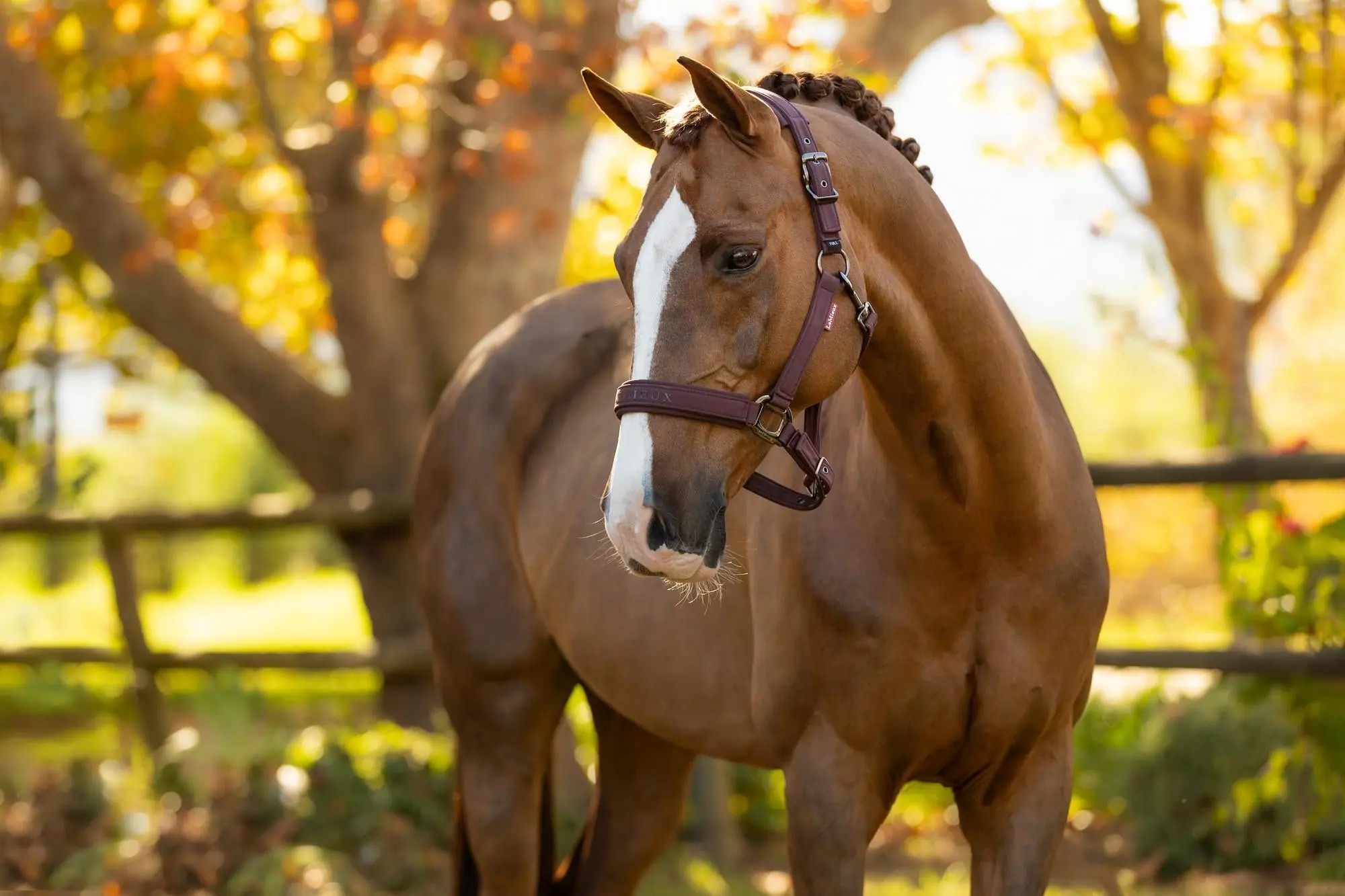 LeMieux Essence Headcollar Damson - Image 4