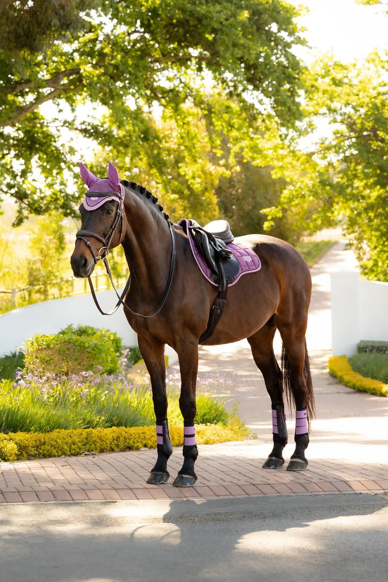 LeMieux Loire Classic GP Square Mallow - Image 6
