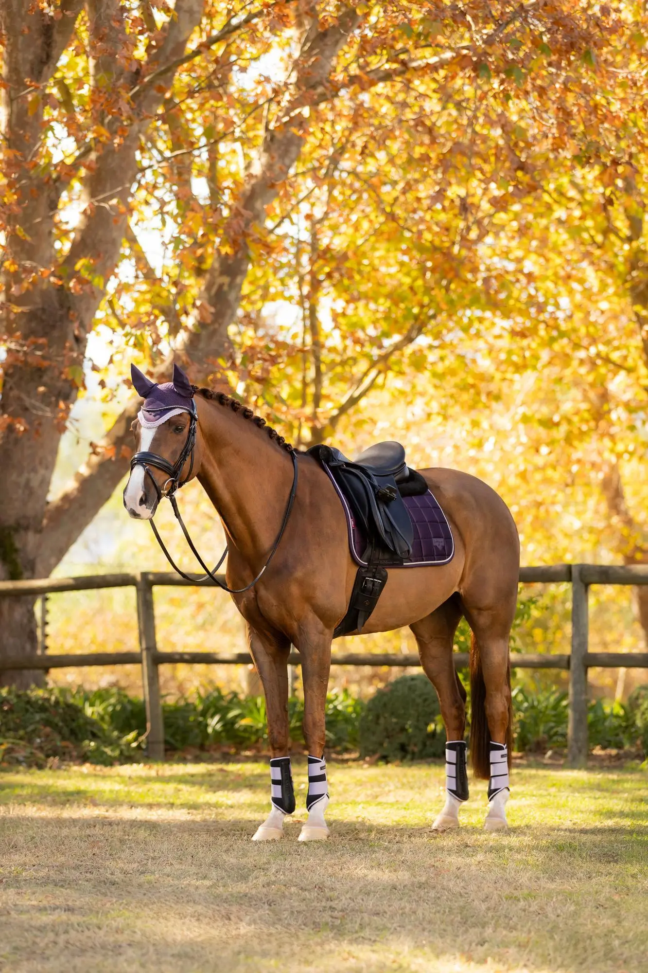 LeMieux Merino+ Loire Classic Dressage Square Juniper - Image 6