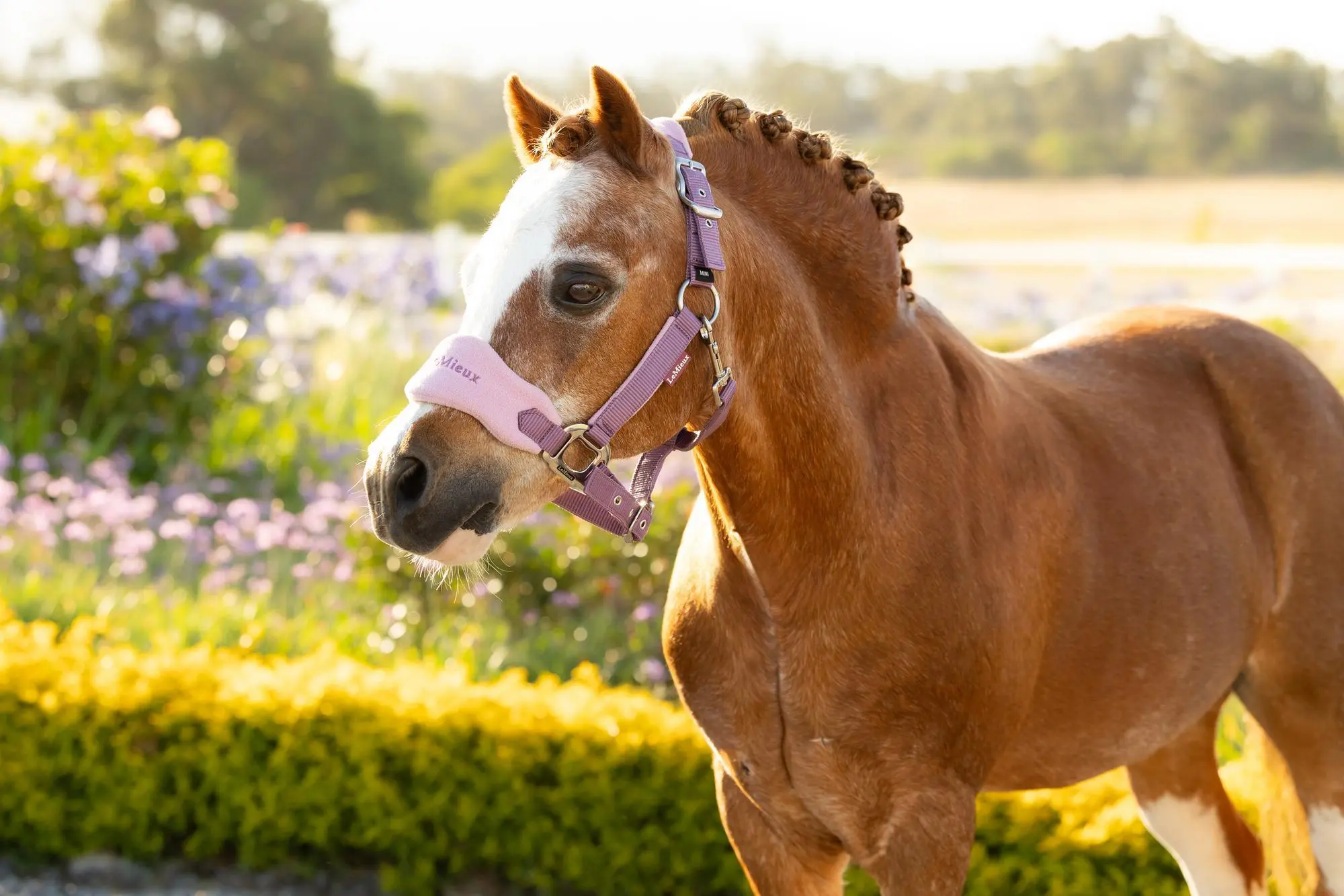LeMieux Mini Vogue Headcollar & Leadrope Mallow - Image 3