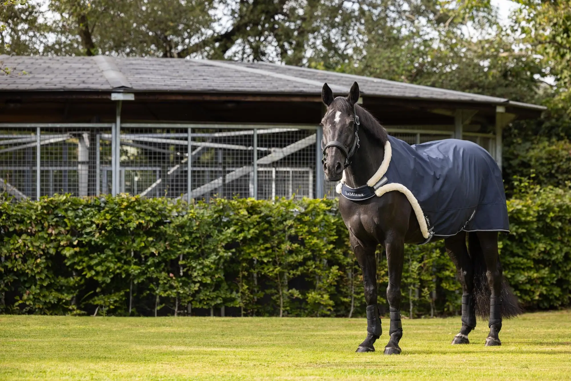 LeMieux Navy Horse Walker Rug - Image 3