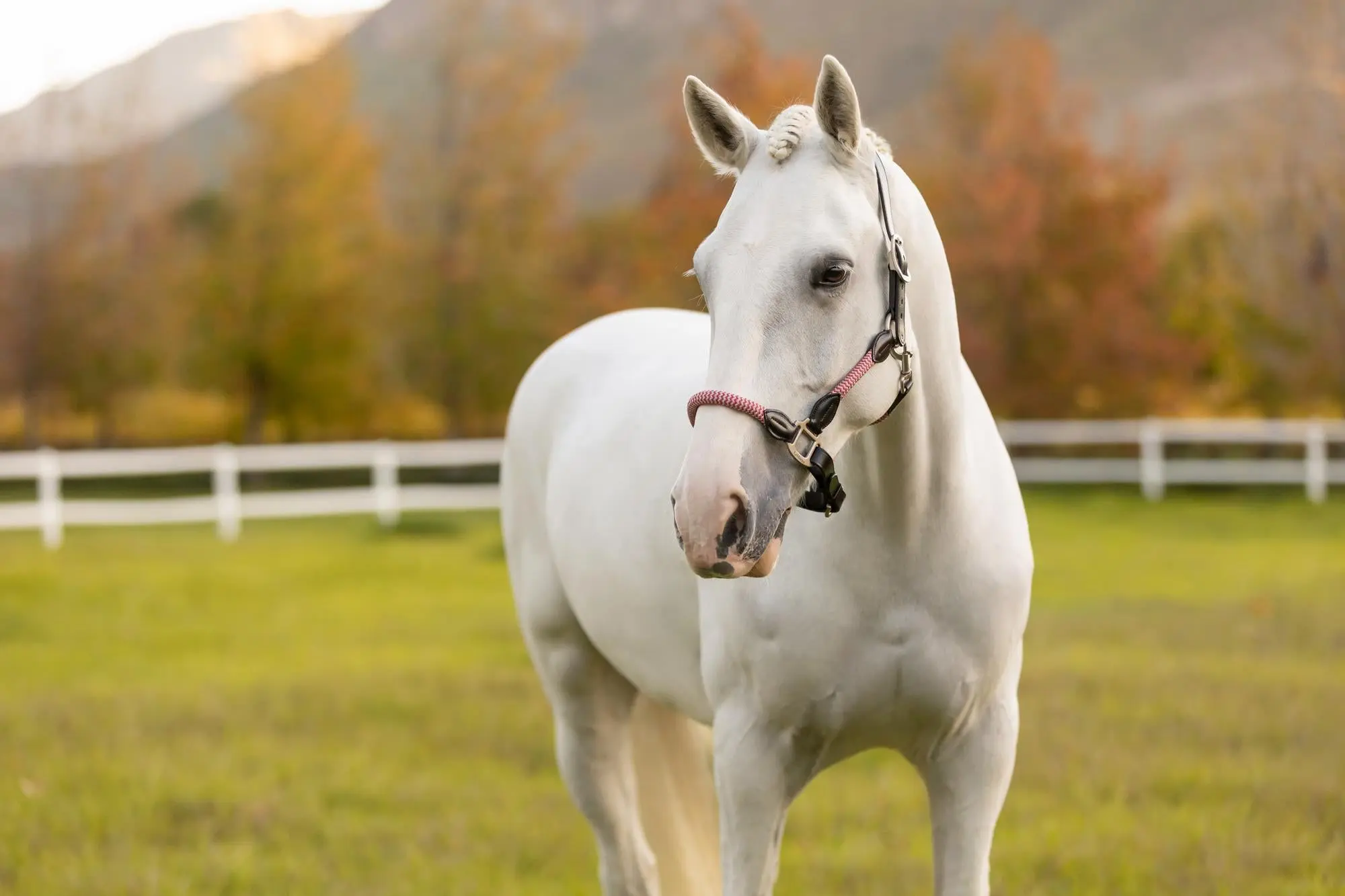 LeMieux Ropella Headcollar Cranberry - Image 4