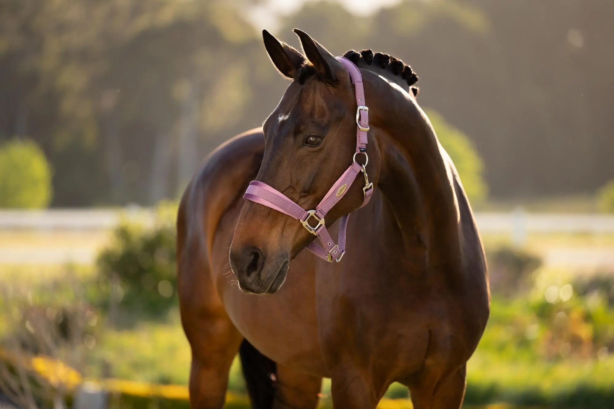 LeMieux Versailles Headcollar Mallow - Image 3