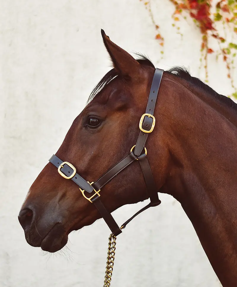 Mackey Classic Leather Headcollar - Image 10
