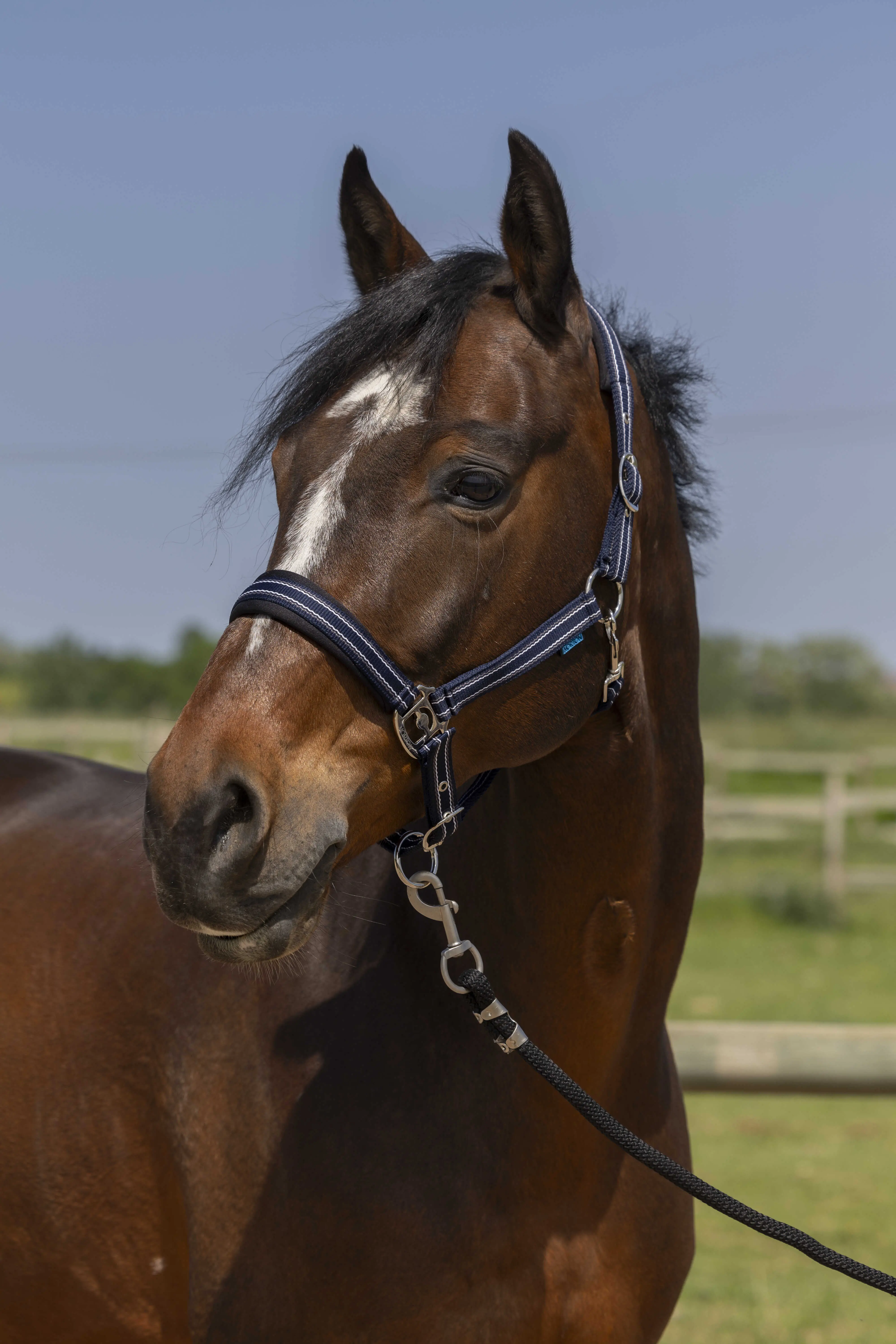 Norton 4Lines Headcollar - Image 3