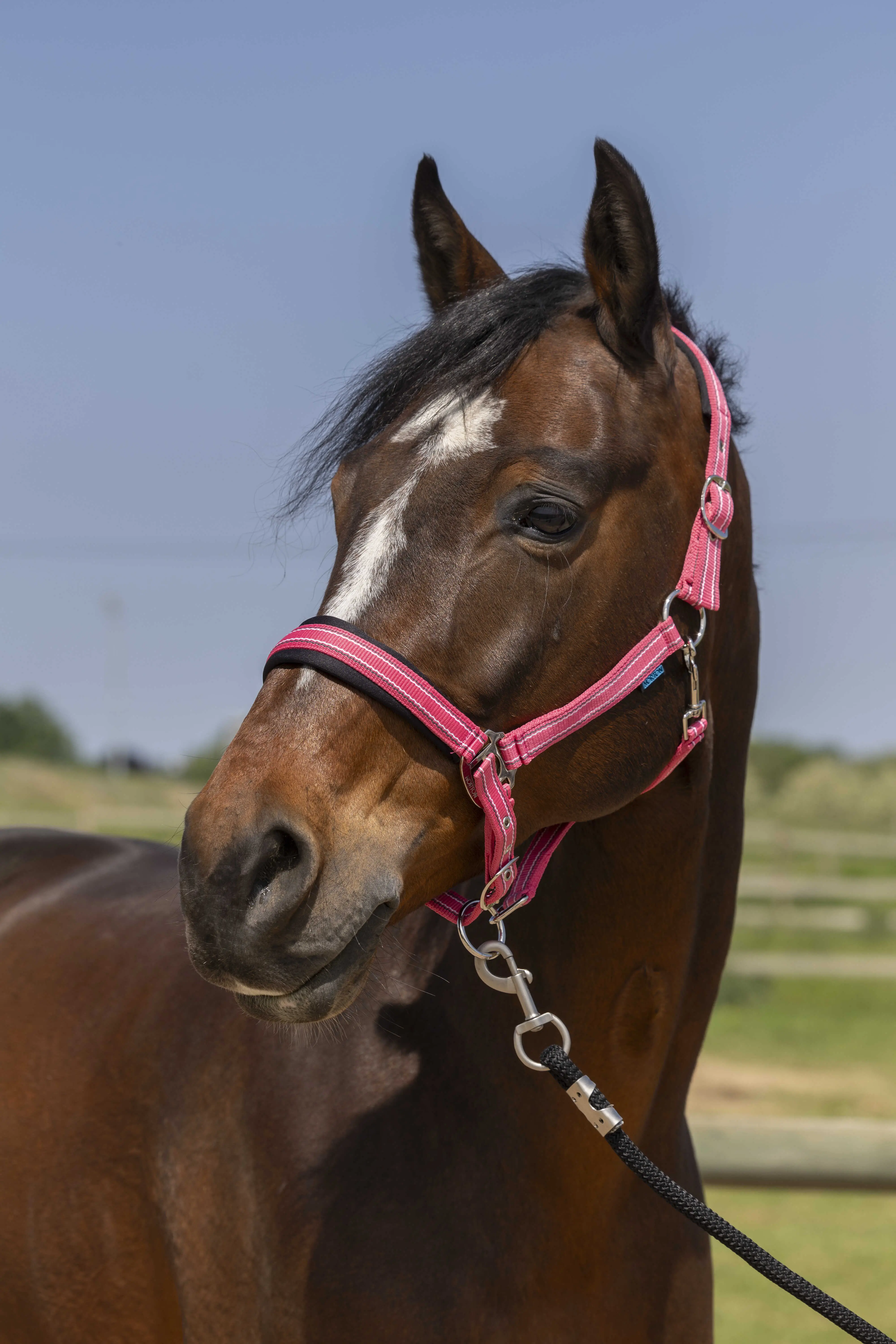 Norton 4Lines Headcollar - Image 5